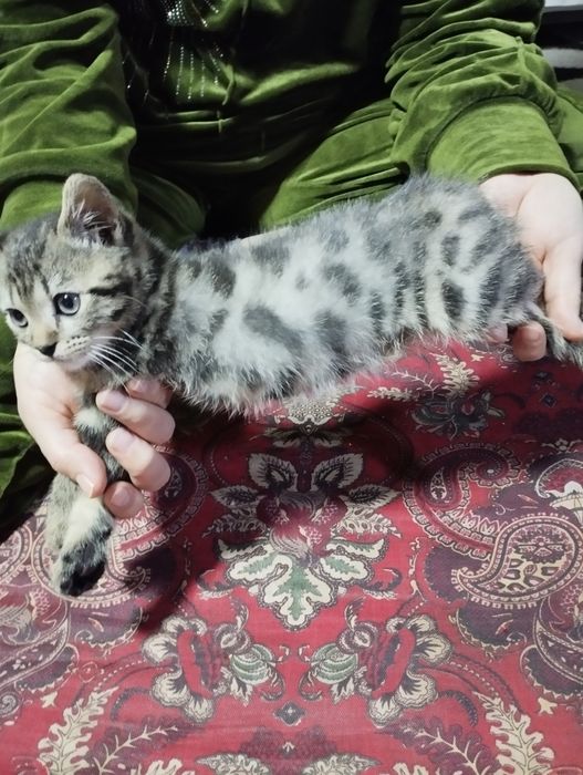 Mushuk bolasi sotiladi