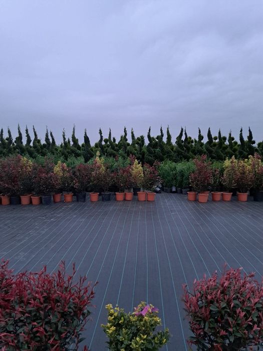 Tuia leilandy, spirale,pon pon,palmier