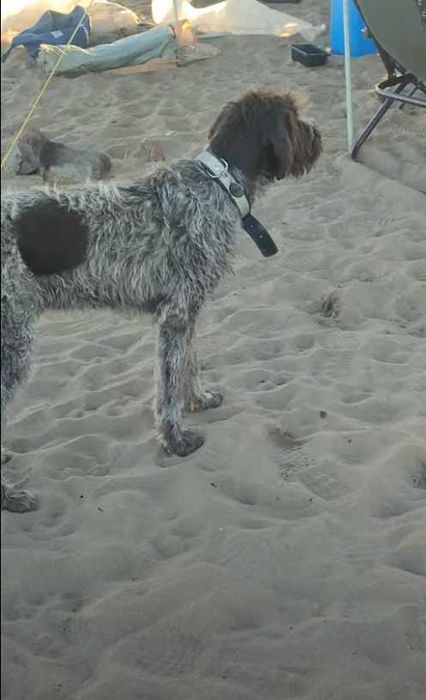 Сбежал пёс, дратхаар