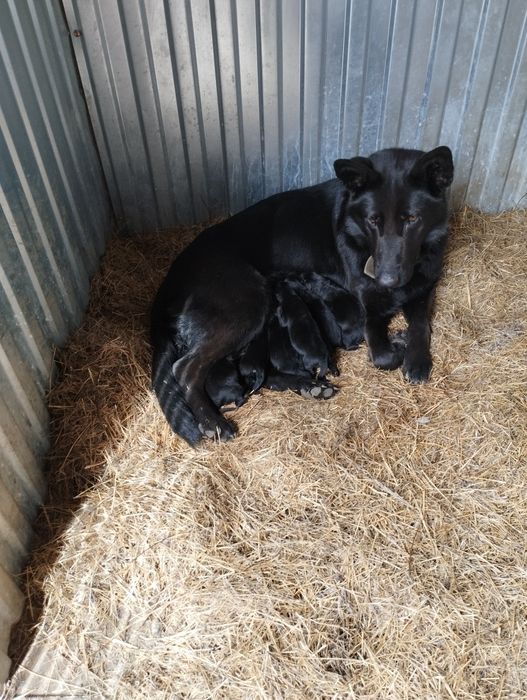 Щенки немецкой овчарки.ЧЕРНЫЕ.