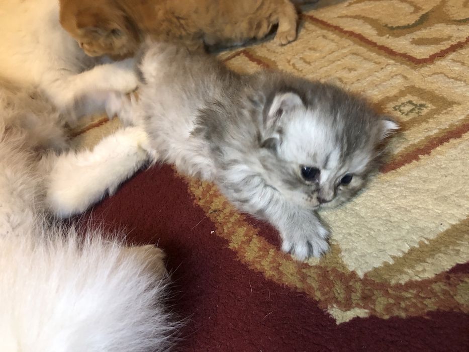 Котяты турк ангори шиншилла страйт