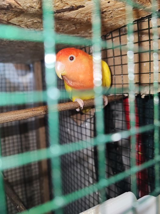 Papagal Agapornis Amorezi Pasari colivie Pasarea iubirii