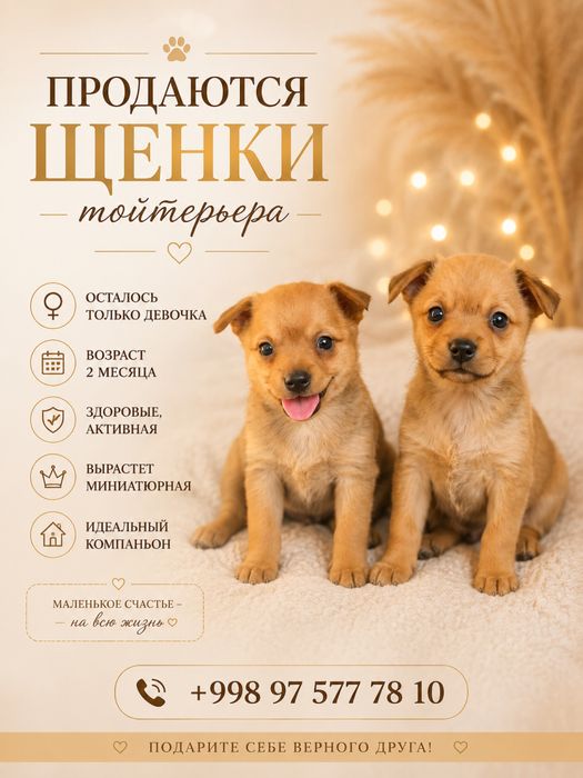 Продается щенки тойтерьера необычная окрас