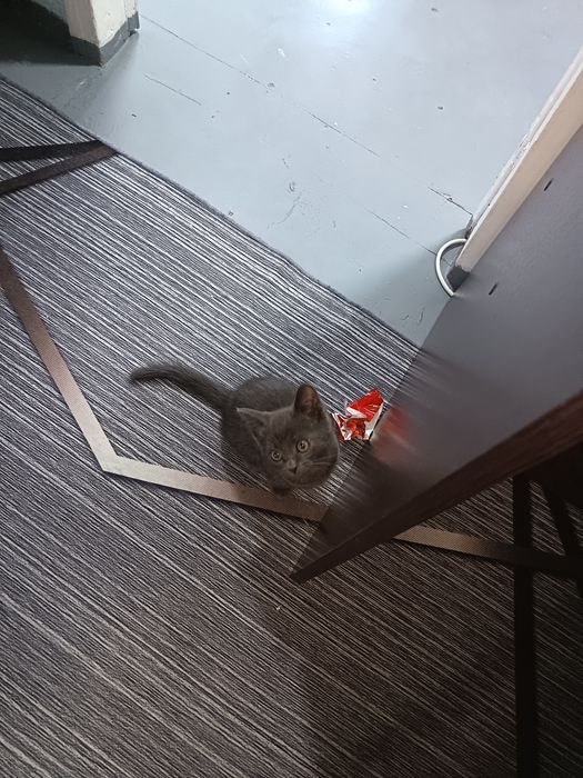 Отдам даром Котик два месяца