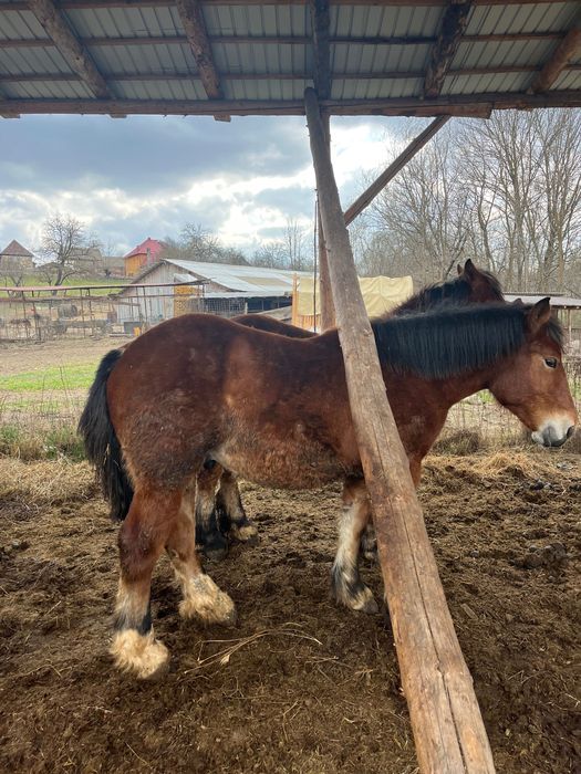 Sănătate garantată