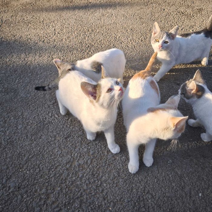 Puiuți de pisică își caută o familie de sărbători