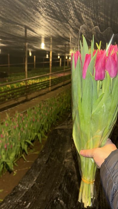 Тюльпан крупный.