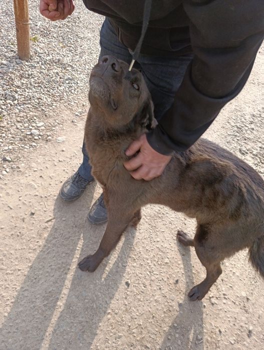 Щенков смесь овчарки и лабрадора
