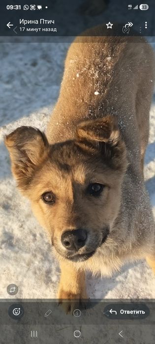 Щенки для охраны