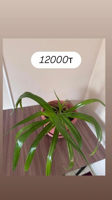 Үй гүлдері сатылады