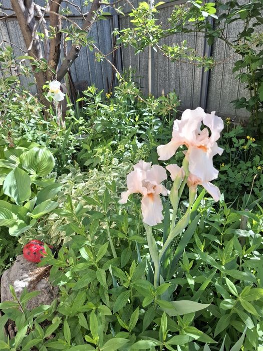 Цветы многолетнии разные