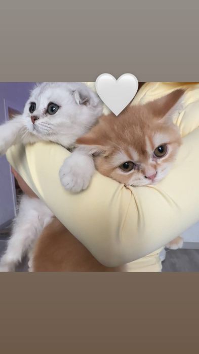 Skotish fold va skotish straid para