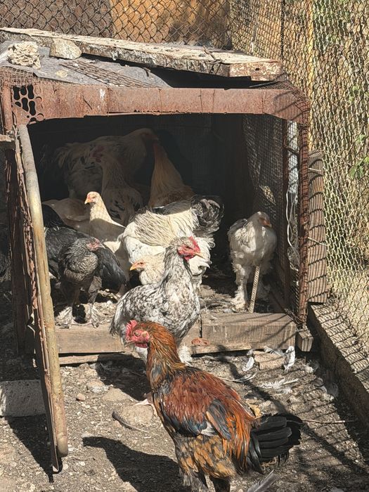 Продавам кокошки и петли