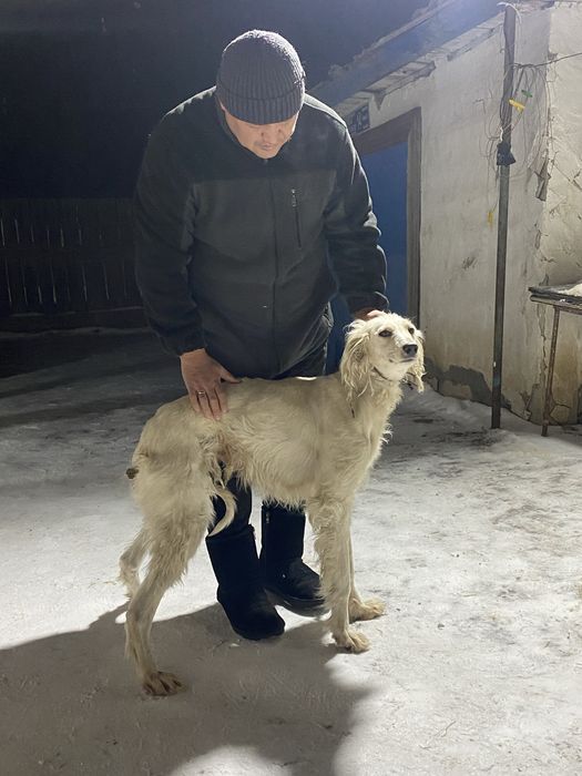 Тазы Сатылад өте жаксы