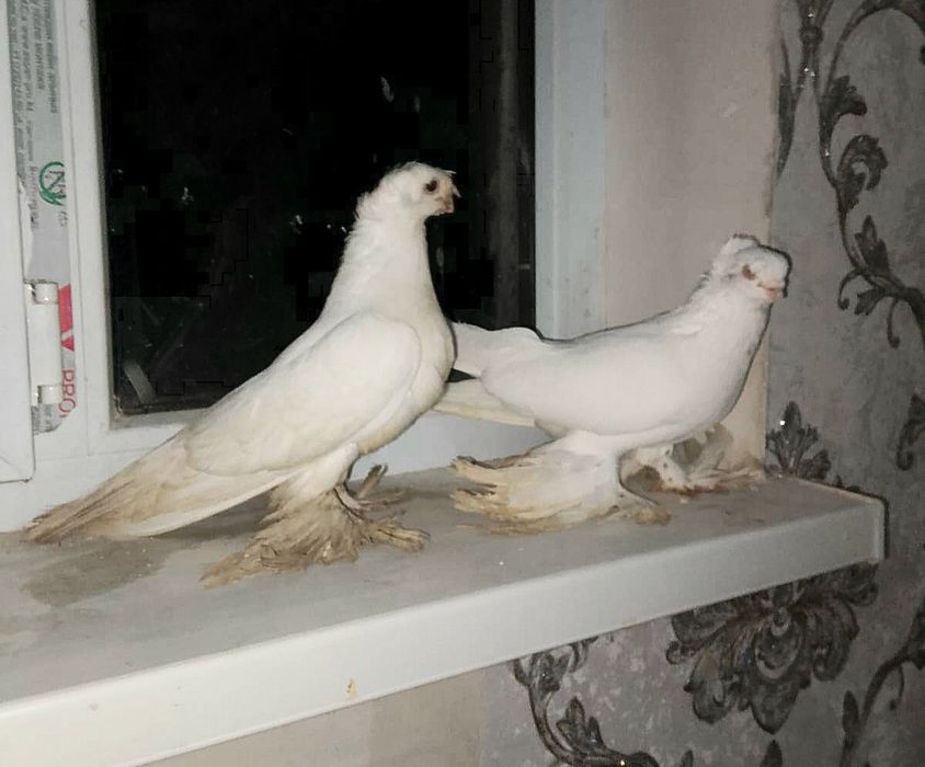 Голуби готовый пара Гулбадамы