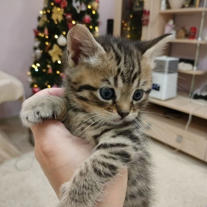 Британские котята