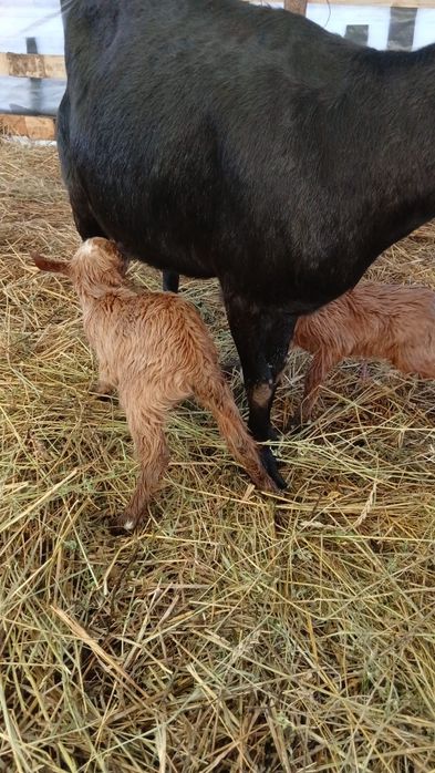 Vând 130 de capre și 4 țapi foarte bune le dau din cauza timpului