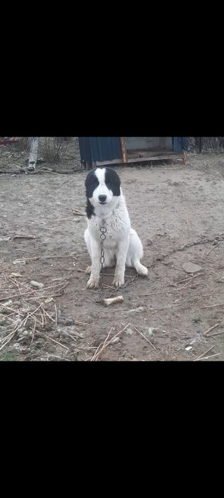 Тобет кушик сатылады.