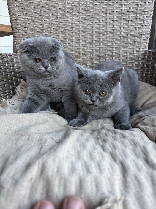 Котенца Шотландски късокосмести