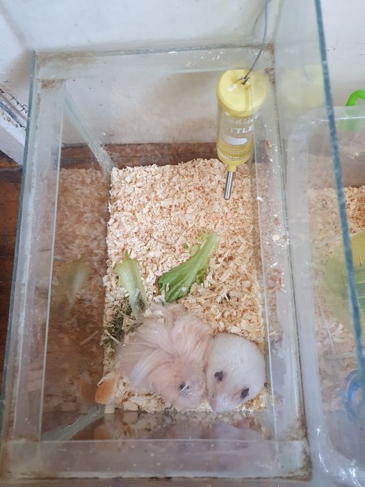 Хомяки мальчик и девочка в месте с аквариум 200000