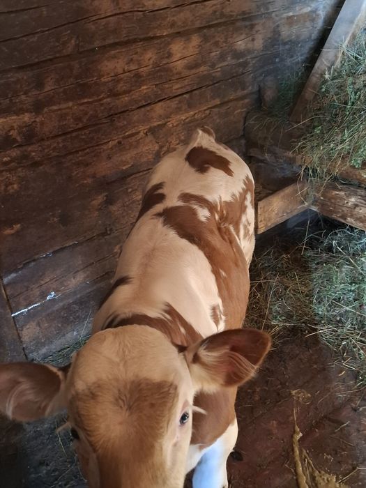 Vând vițel 2 luni