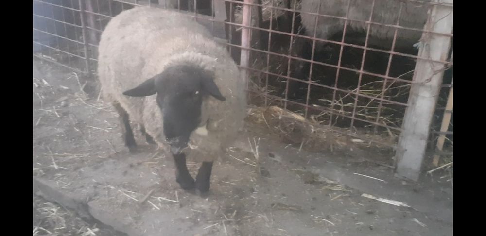 Berbecut de vînzare