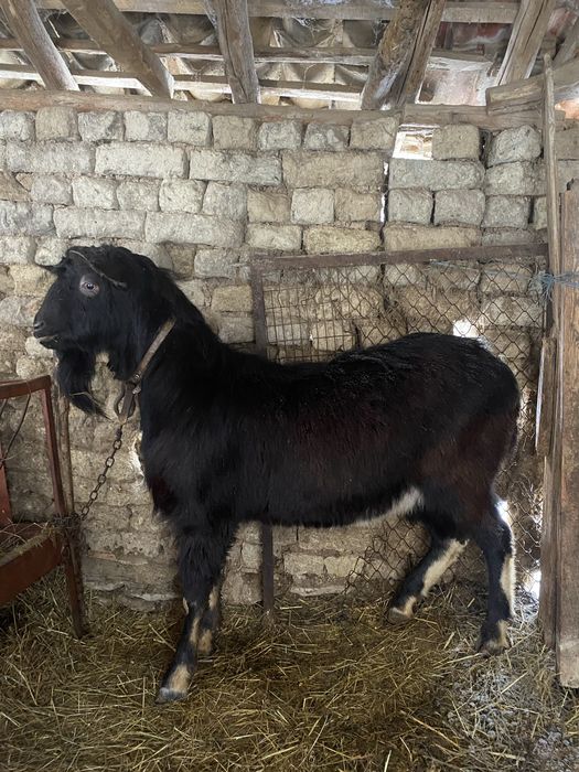 Продавам пръч и коч