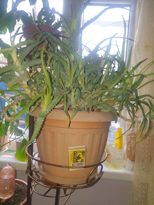 Куст алоэ,зеленый
