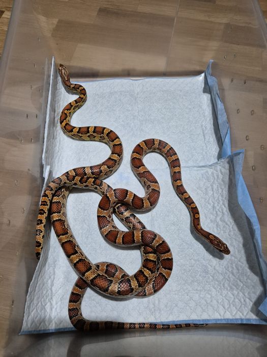 Serpi Corn Snake