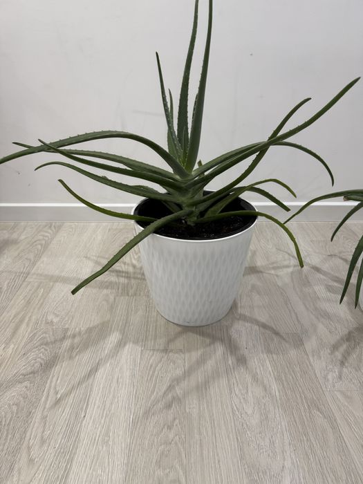 Продам комнатные растения