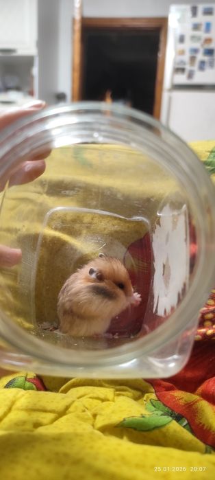 Продам хомячат недорого