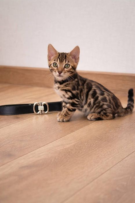 bengal mushuk бенгальский котик