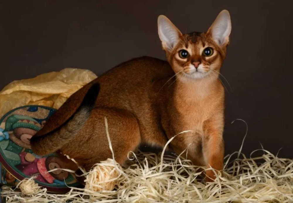 Абиссинская дикая кошка фото Абиссинская дикая кошка фото