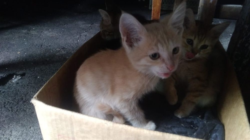 Котята хорошие, бесплатно.