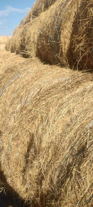 Рулонни бали сено и бали люцерна 2025