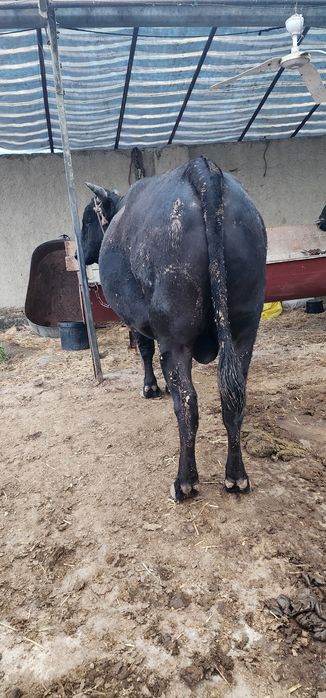 Buqa sotiladi. Juda zor boqilgan