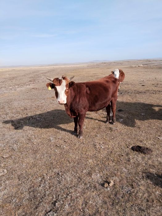 Продам быка , 2 года , крупный!