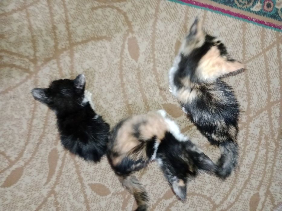 Котята трехцветные срочно бесплатно