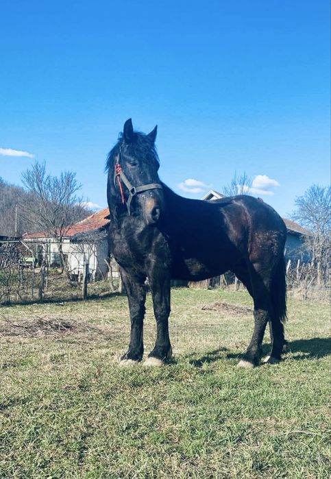 Manza de 2 ani pentru pretentiosi ne schimbata la gura