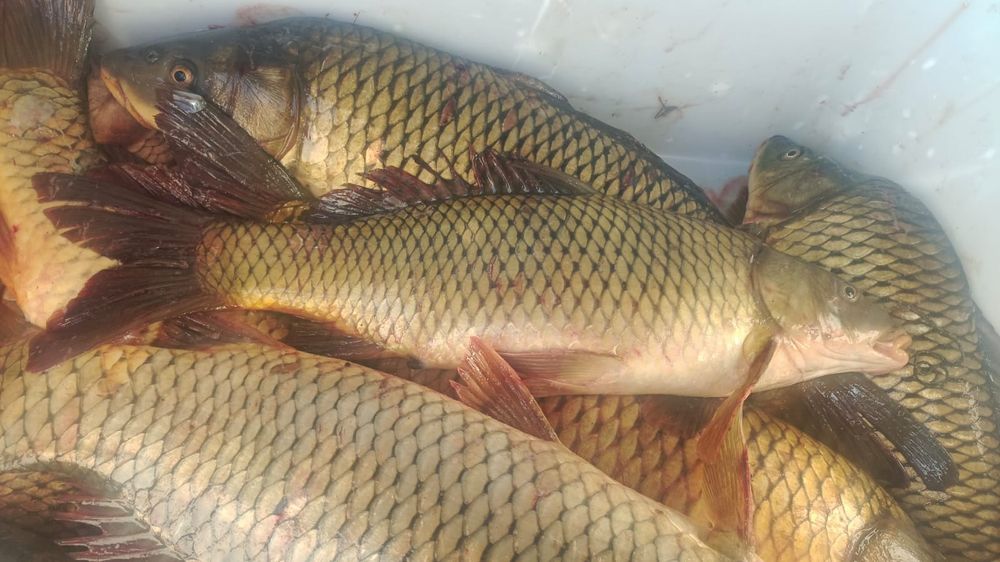 Ассалаумағалейкум Сазан Судак Окунь филе судак ушки болады