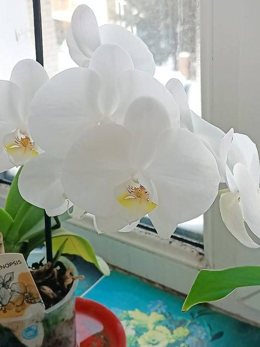 Продаётся орхидея