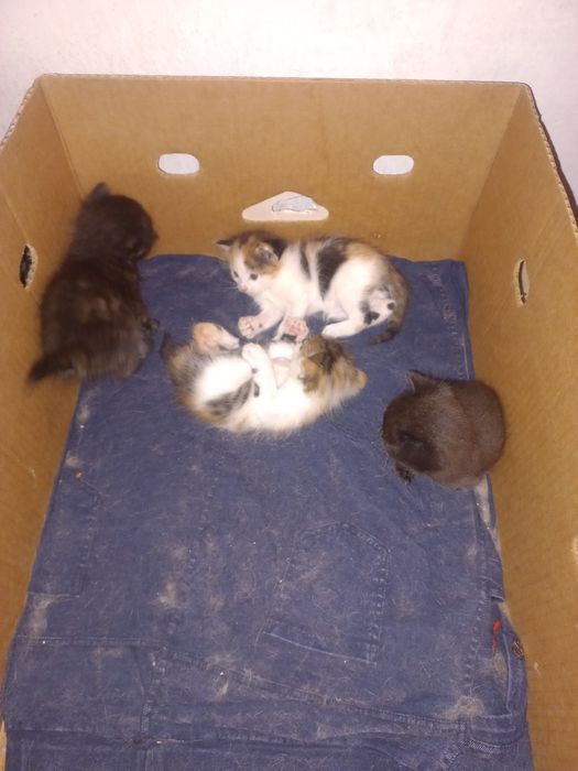 Котята в хорошие добрые руки