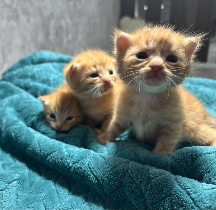 Шотландские вислоухие котята