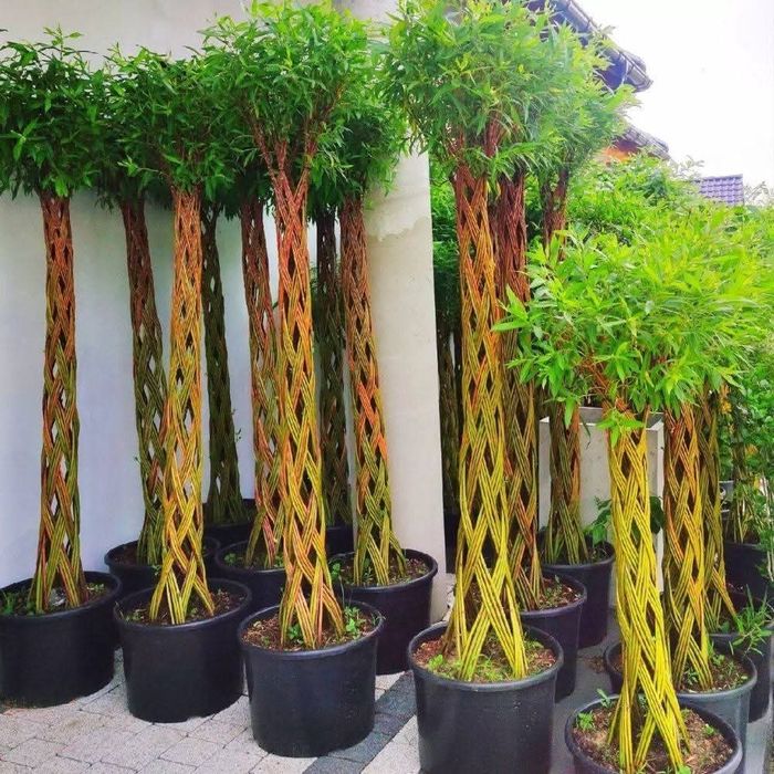 Salix America 180 cm de la ghiveci de in sus