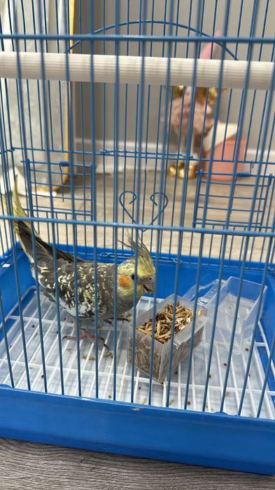 Продам срочно попугай