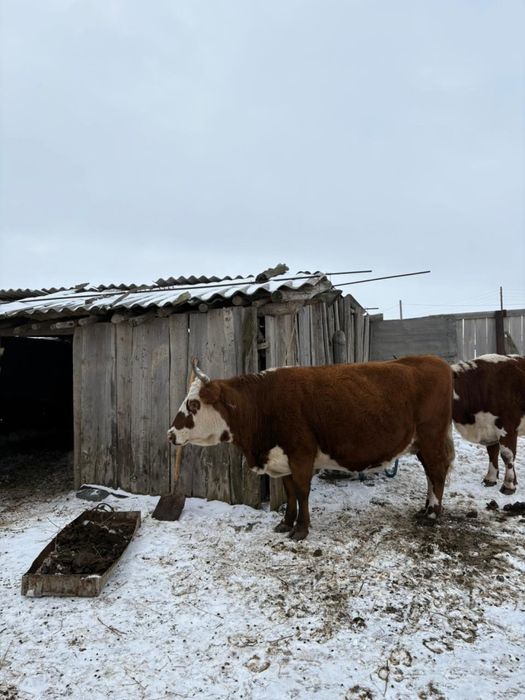 Соғым сатылады Ет сиыр