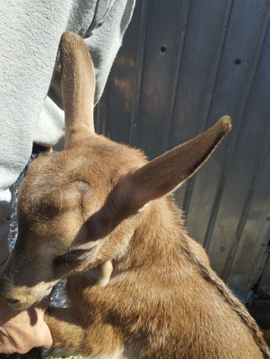 Masculi alpina franceza și anglonubiana