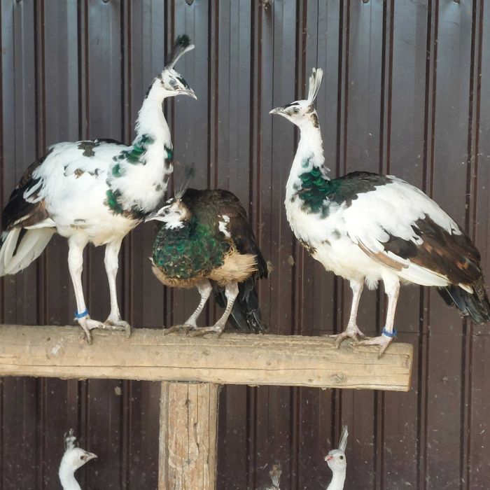 Vând Pauni Maturi si Tineri