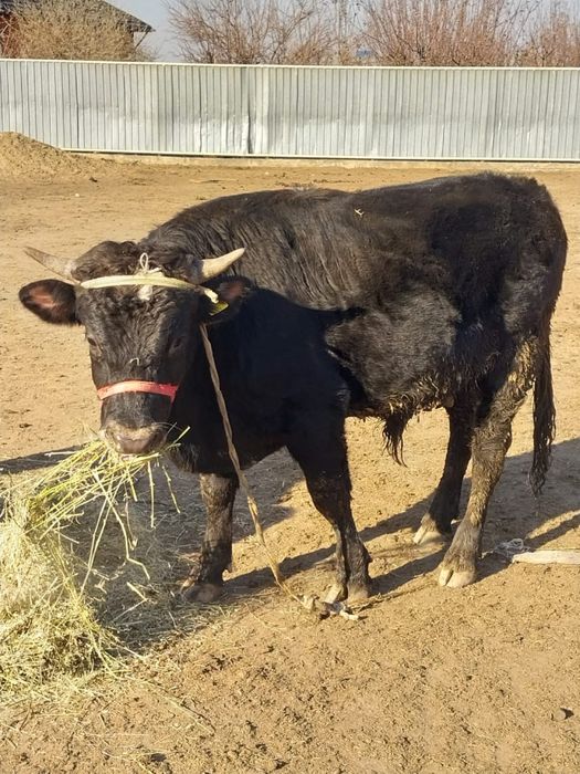 Продам быка жирный