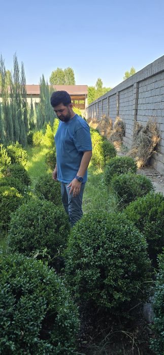 Archalar sotuda italya va mesni bor